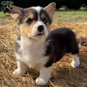 Heather, Pembroke Welsh Corgi Puppy